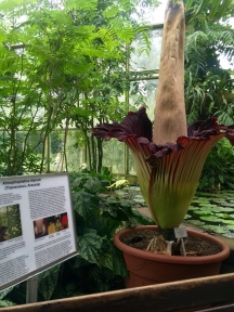 I was like last summer, August 2016, to get the blooming of a corpse flower in Frankfurt at the Palmengarden. Credit: perfecsenseblog.